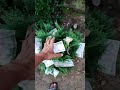 money plant || chahunga me hardam tujhe