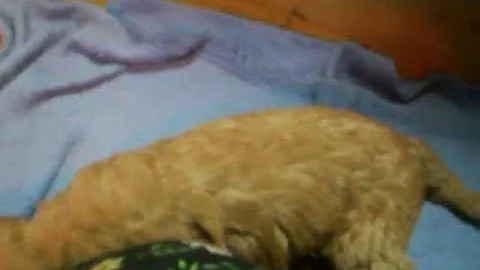Boyer Goldendoodle pups