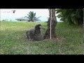 Young Laysan Albatross Plays While Parents Away