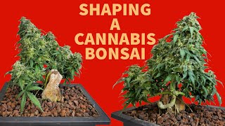 Cannabonsai Shaping Lesson