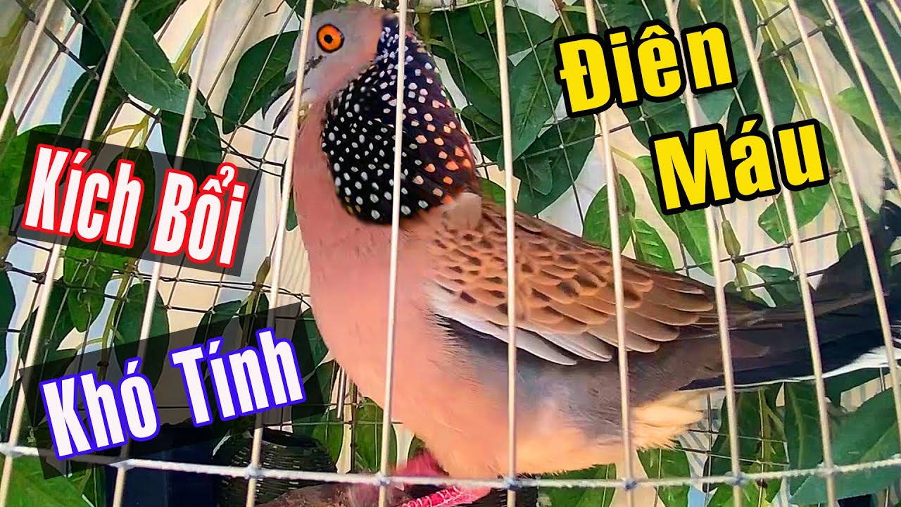 Cu gáy mồi cây THÚC,GÙ kích bổi/kích mồi Nổi Điên nhanh gáy/Chim cu gáy kích bổi nhanh nổi,