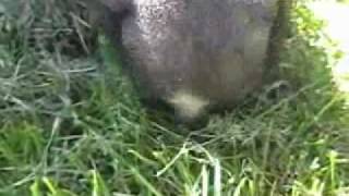 Leroy Final_512K_Stream.wmv