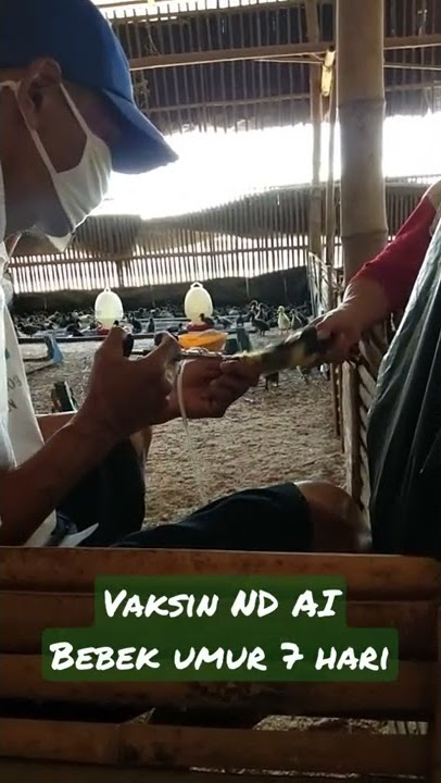 Vaksin ND AI bebek umur 7 hari #sangatpenting #bebek #vaksinbebek