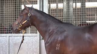 2024 Magic Millions Capitalist x Stella Sea Sun Colt