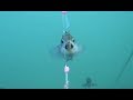 堤防からのロックフィッシュ　小型のメバルのHITシーン　20190924