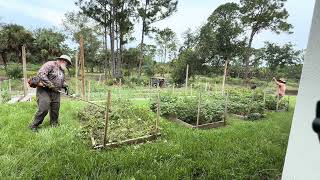 Farm Diary: Terminating our summer cover crop for nitrogen-rich soil! ππ±