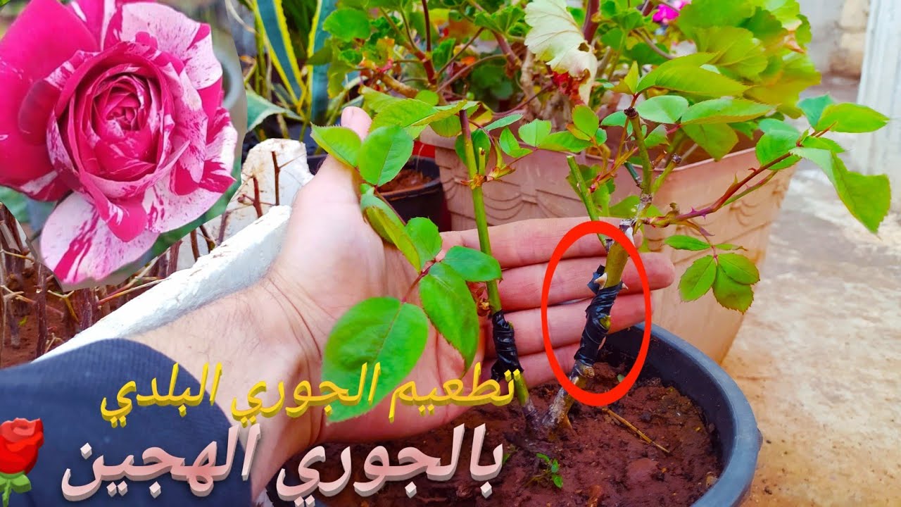 تطعيم ورد الجوري بعدة ألوان