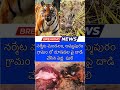 బ్రేకింగ్ న్యూస్ 🚨 నర్మేట మండలం అమ్మాపురం గ్రామంలో దూడపై దాడి చేసిన పెద్ద పులి