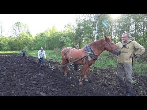 ВАС УДИВИТ КАК ЖИВУТ ЛЮДИ в ГЛУХОЙ БЕЛАРУССКОЙ ДЕРЕВНЕ. №347