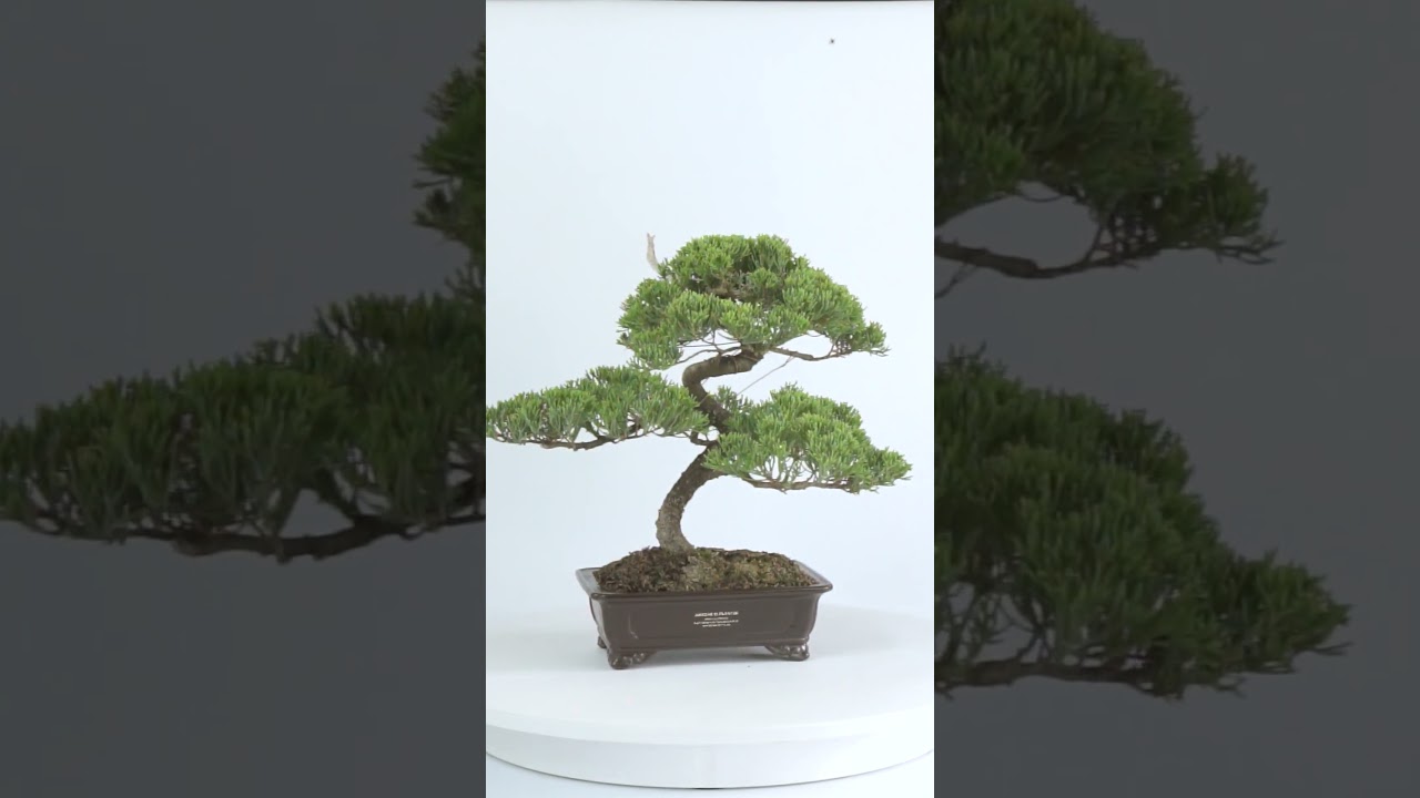 真柏盆景| ANYONE IS PLANTER