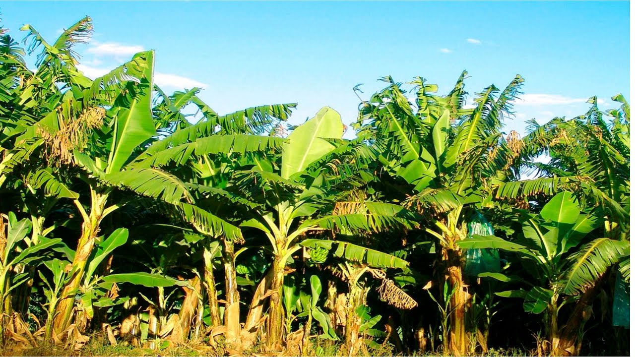 Banana Garden in Saudi Arabia || Farmhouse Kingdom of Saudi Arabia
