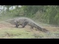 Crocodile at yala national park,Srilanka-HD