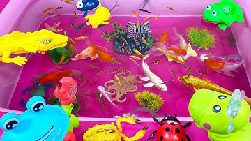 Con Rùa,Cá Chép ,Cá Chép Vàng,Cá Heo,Cá Mập,Cá Heo Trắng,Cá Heo Xanh,Cua Hoàng Đế,Ghẹ Xanh,Animas