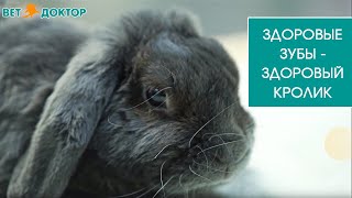 ЗДОРОВЫЕ ЗУБЫ-ЗДОРОВЫЙ КРОЛИК ЗДОРОВЫЕ ЗУБЫ-ЗДОРОВЫЙ КРОЛИК