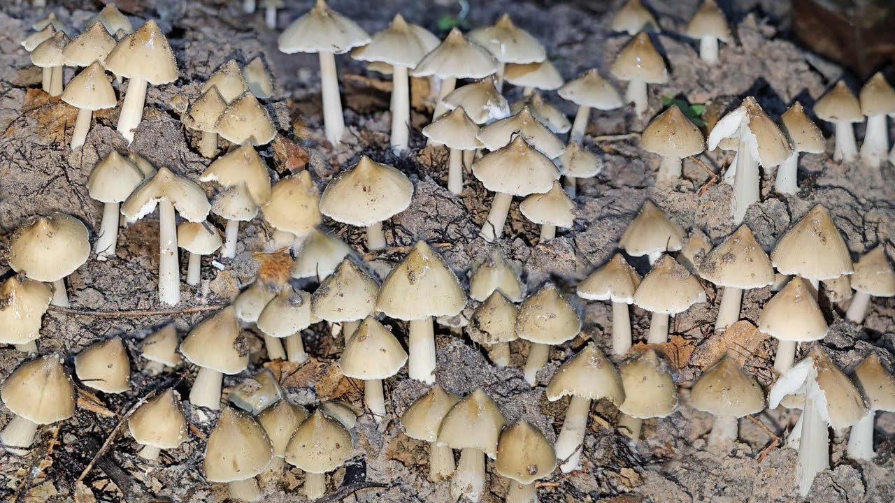 อลังการงัดรัวๆเห็ดปลวกน้ำแก่งมีแต่จูมๆงามๆหมู่ใหญ่ๆ ดอกสวยๆ หมานสุดๆ 28/8/2568