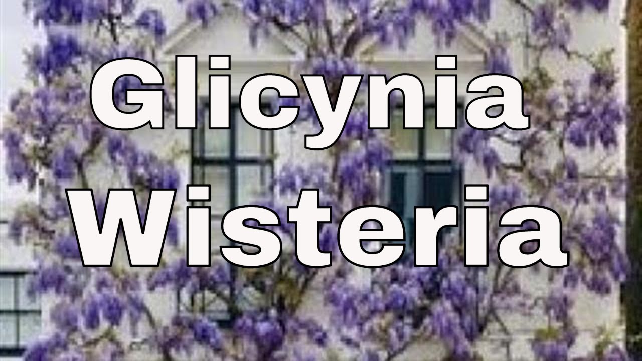 GLICYNIA - WISTERIA JAK SADZI I PIELGNOWA. PORADNIK DLA POCZTKUJCYCH  OGRODNIKW