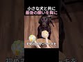 小さな犬と共に最後の願いを胸に
