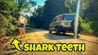 Shark Tooth Hunting on Florida Dirt Roads for Megalodon Teeth & Other Fossils
