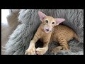 Oriental Cat Roy, Sound on の動画、YouTube動画。