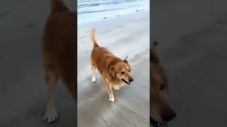 First time in the sea #doggo #doggolife