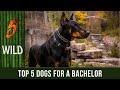 Top 5 Dog Breeds That Are Perfect For A Bachelor | 5 WILD