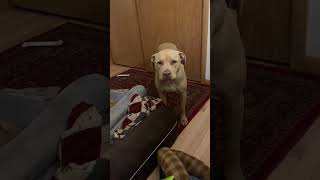 Disgruntled Pit Bull Tells Mama he’s Not Happy! #pitbulllove #funnydogvideos #pitlove
