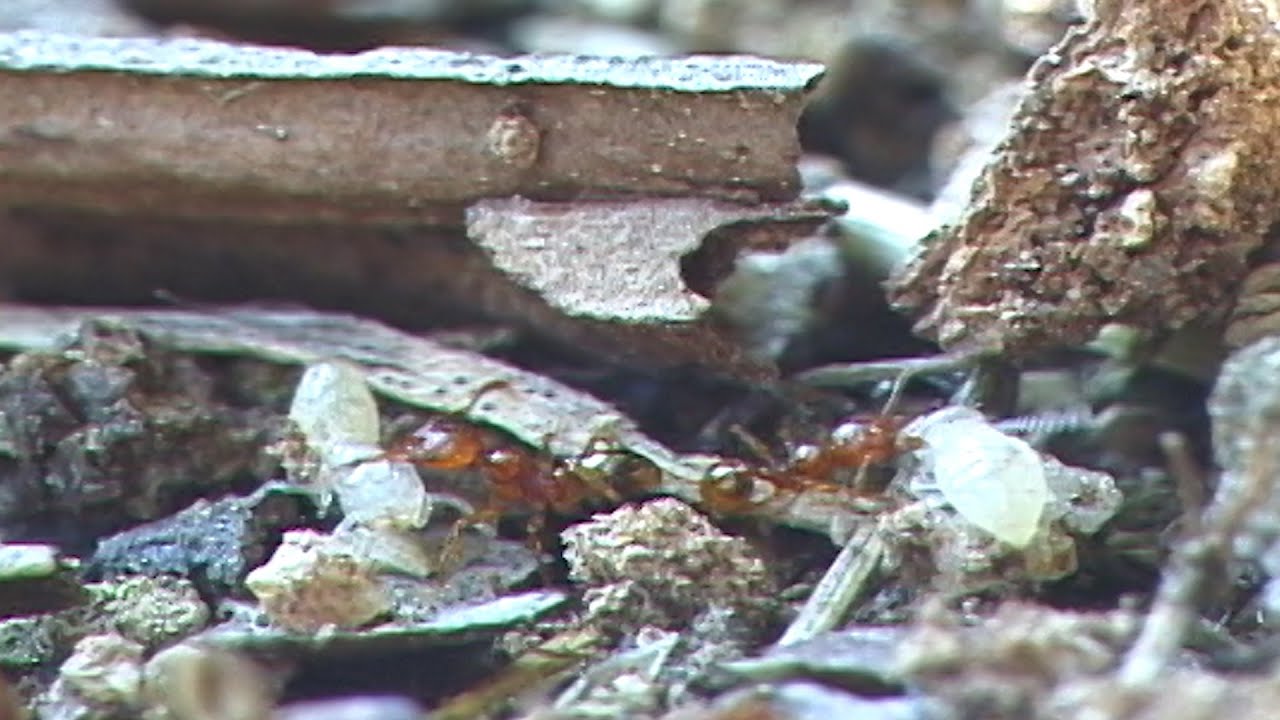 불개미!! 흰개미를 왜 물어갈까 Why do fire ants bite termites YouTube