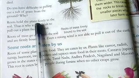 Class -4| Subject- Evs| Chapter -7 |Topic - Roots of plants| 23 -10 -2020