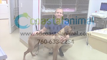 Dog chew toy recommendations