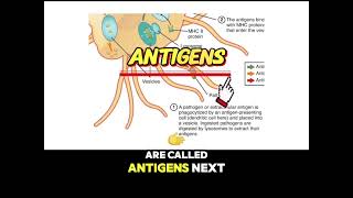 Antigen Presentation to T Cells