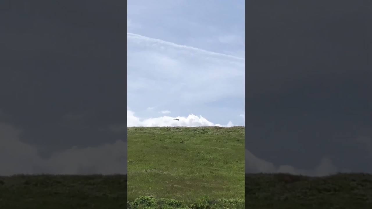 Great Egret in flight  