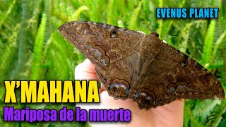 Mariposa X'mahana o Mariposa de la Muerte (Ascalapha odorata)  Mariposa Negra