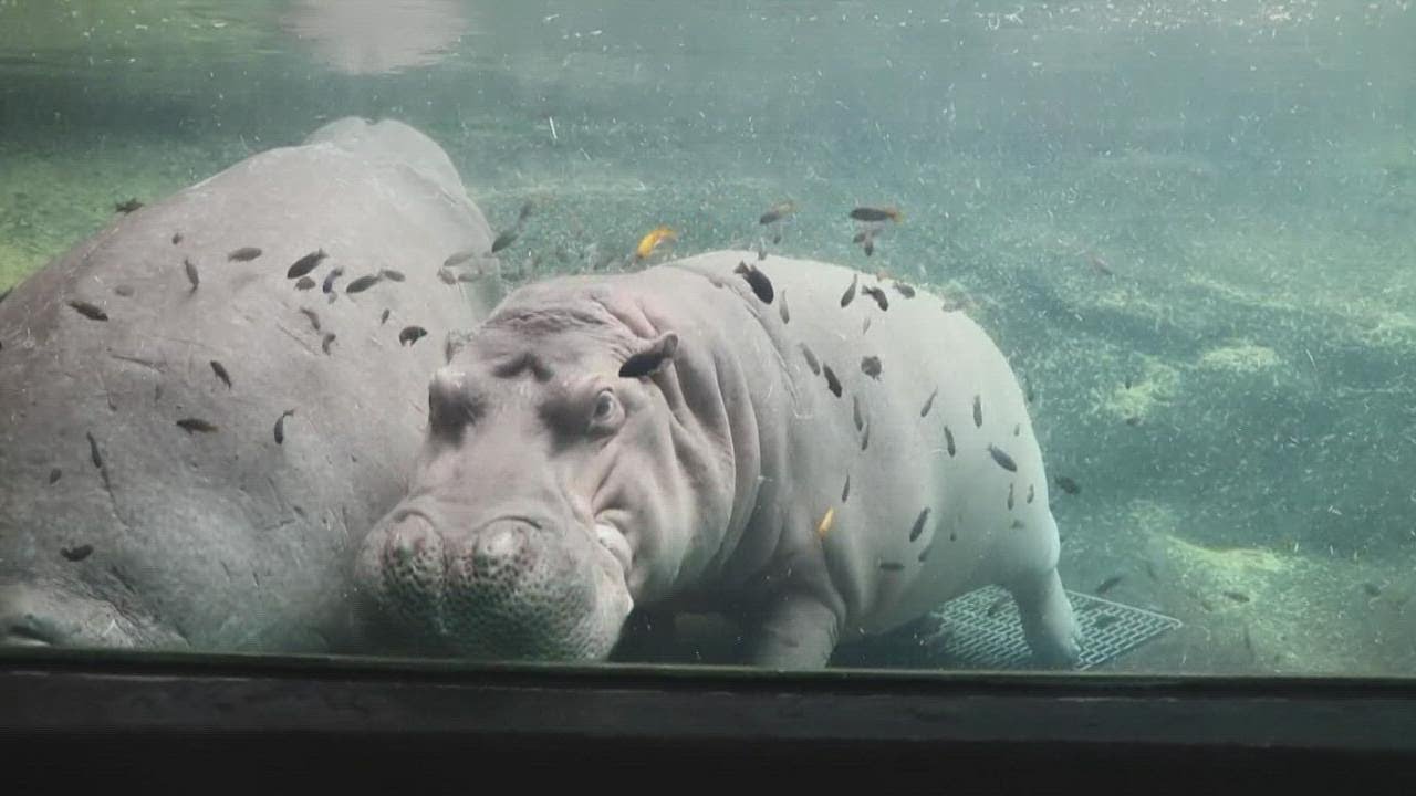 San Antonio Zoo Offers Private Tours To See The Hippos Up Close YouTube