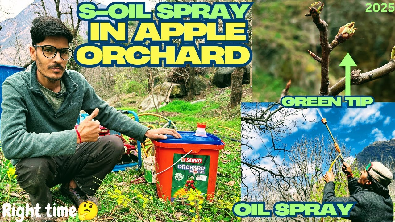HMO SPRAY OIL|| APPLE & PEAR  में Oil SPRAY करने का सही समय और इसका कारण..? FULL VIDEO 