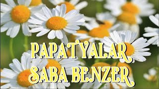 Papatyalar Sana Benzer Sesli Şiir