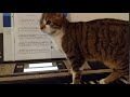 Katzenmusik #2