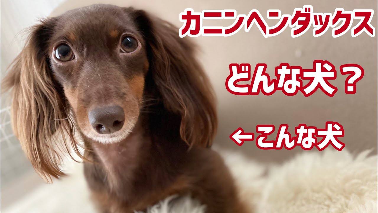 カニンヘンダックスを飼いたい方へ カニンヘンダックスの性格や特徴や魅力 ミニチュアダックスとの違いはこんな感じ Youtube