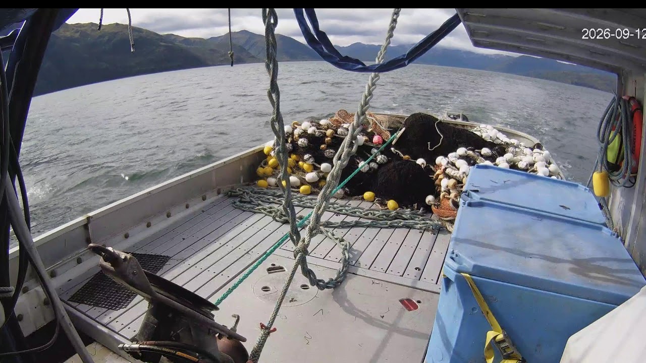 EIS Alaska Live- Seining for Silver Salmon.