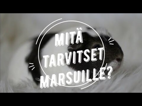 Mitä tarvitset kun hankit marsuja?