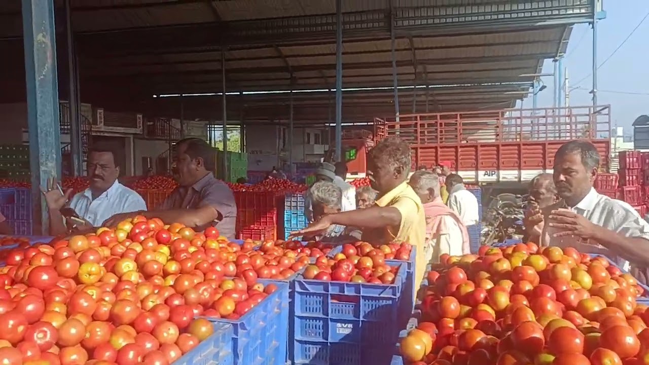 17/1/2026 n vaddahlli daily update market tamma 🍅 subscribe my channel like share comment please 🩵