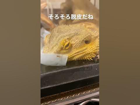【フトアゴヒゲトカゲ】半目で挨拶。そして寝落ち。#フトアゴヒゲトカゲ #ペット #爬虫類 - Hq2