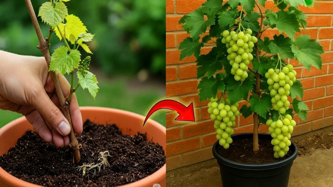 🌱 كيف يزراع العنب في وعاء 🤔🤩🍇 أسهل طريقة من الأغصان للثمار + نصائح ذهبية للتقديم #دليل_المبتدئين