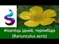 Жовтець їдкий Ranunculaceae