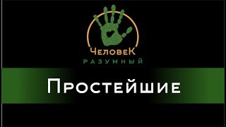 Простейшие ("Человек-Разумный", 2015) Простейшие ("Человек-Разумный", 2015)