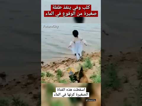 كلب وفي ينقذ طفلة صغيرة من الوقوع في الماء