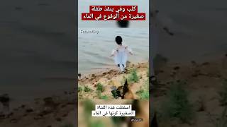 كلب وفي ينقذ طفلة صغيرة من الوقوع في الماء