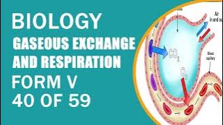 BIOLOGY FORM V GASEOUS EXCHANGE AND RESPIRATION 40 OF 59