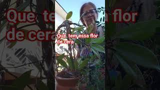 que tem flor de cera eu ganhei uma . #registro de vida. #criadora de conteúdo