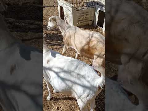 المزرعة السعيدة الأغنام