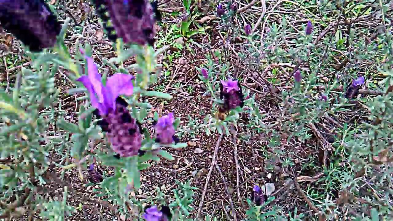 Alhucema flowers - YouTube